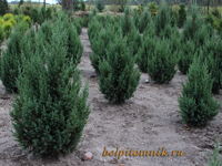 можжевельник китайский juniperus chinensis stricta