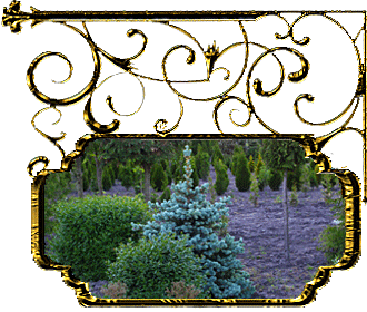 сайт питомника саженцев: питомник садовых растений, декоративные растения
